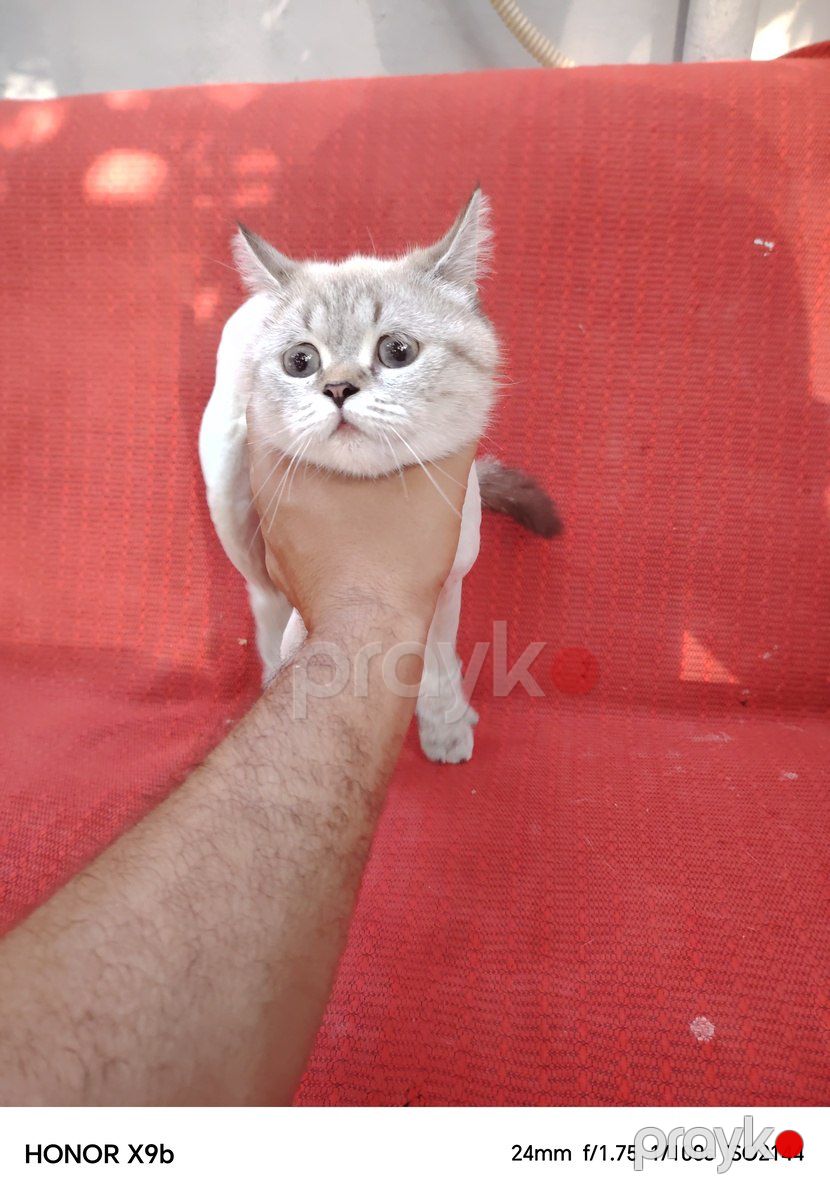 Şotland pişiyi — Pişiklər, Bakı (4)
