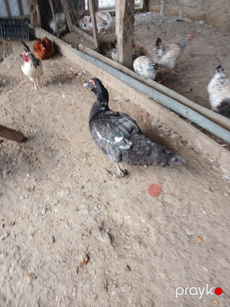 Lal ördək — Quşlar, Bakı (4)