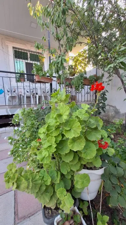 4 otaqlı Həyət evi Satılır, Masazır, Abşeron — Ev, villa (3)