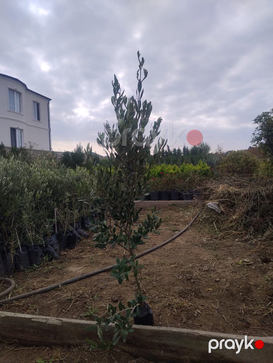 Ağaclar və tinglər — Bitkilər, Bakı (5)