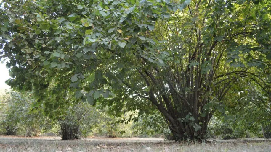55 sot Torpaq Satılır, Oğuz — Torpaq, Oğuz (11)