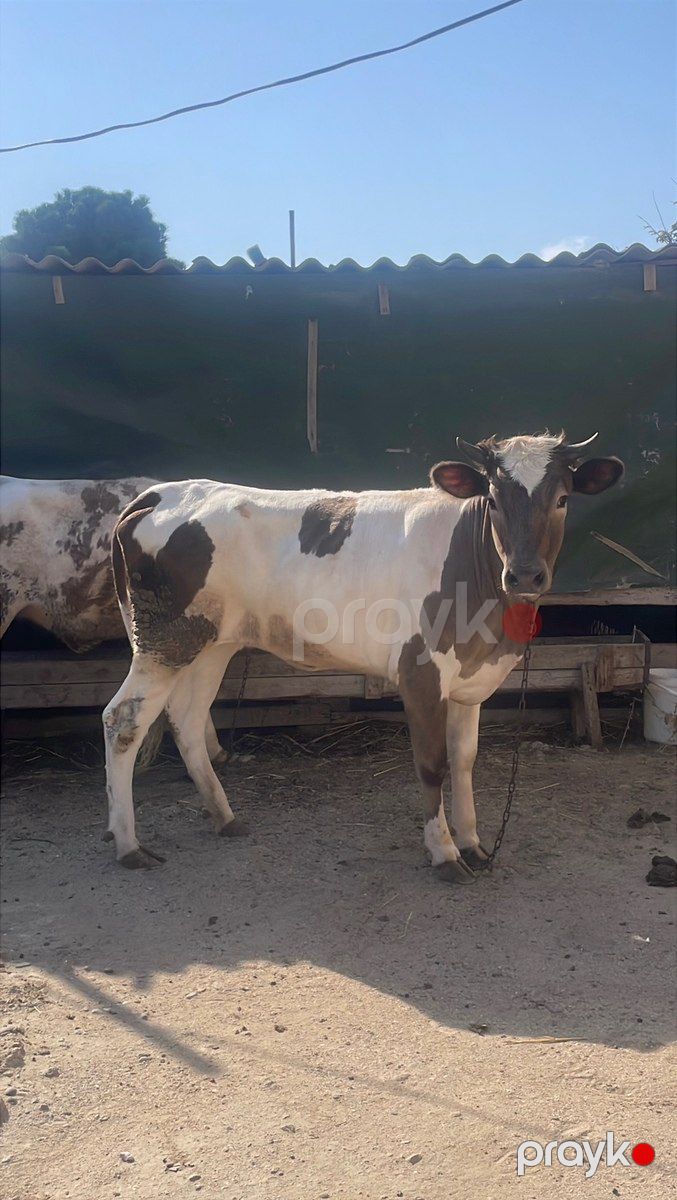 Düyələr — Kənd təsərrüfatı heyvanları, Bakı (2)