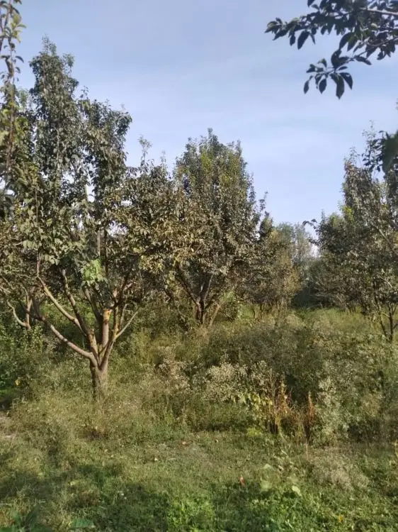 95 sot Torpaq Satılır, Göyçay — Torpaq, Göyçay (12)
