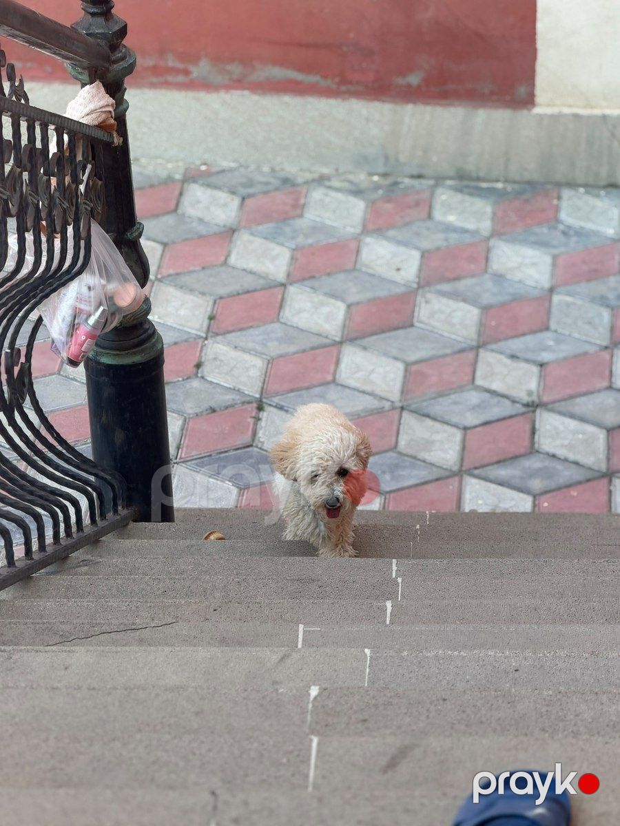Pudel — Köpəklər, Bakı (5)