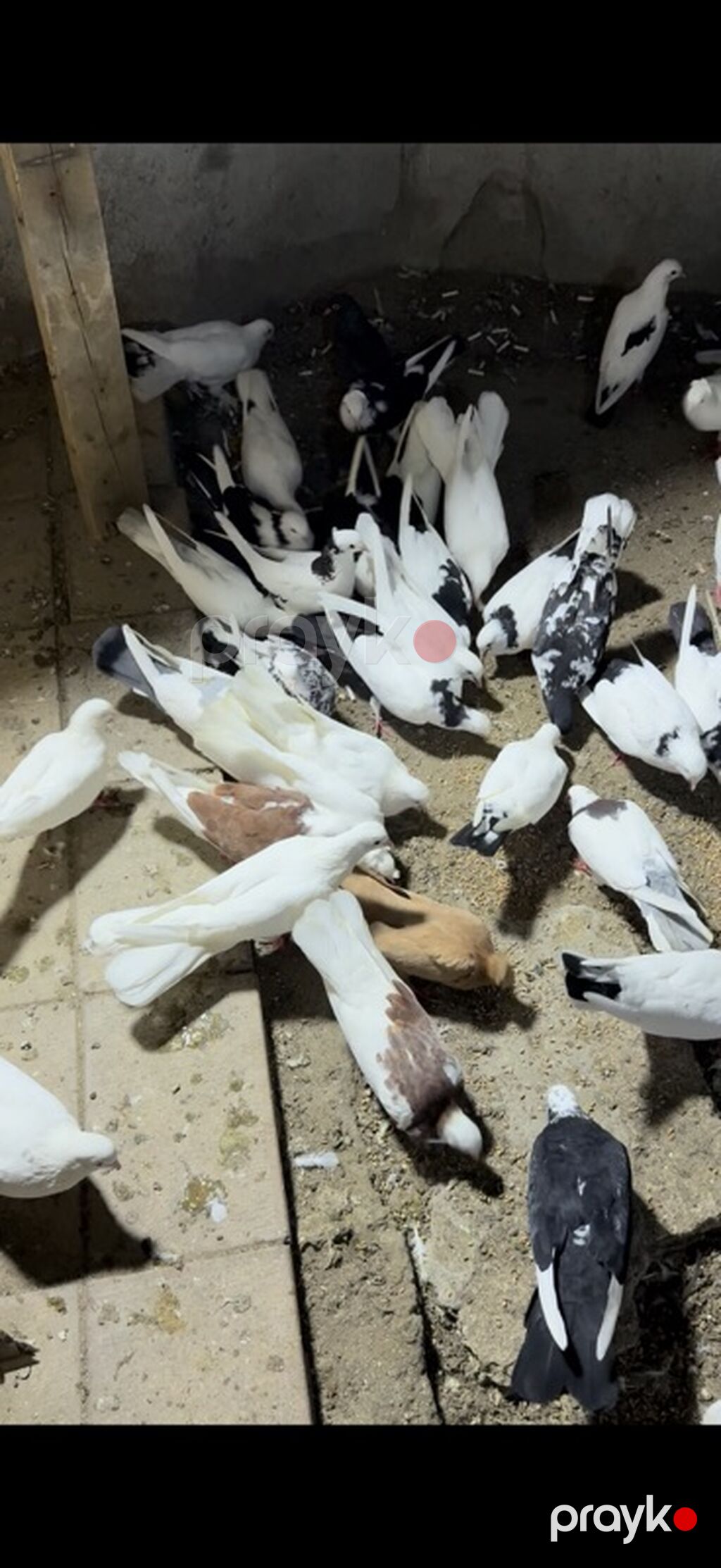 Salam Aleykum qərdeşdər kim özünə seçilmə yaxçı heyvan istiyirsə əlaqə — Göyərçin, Digah (2)