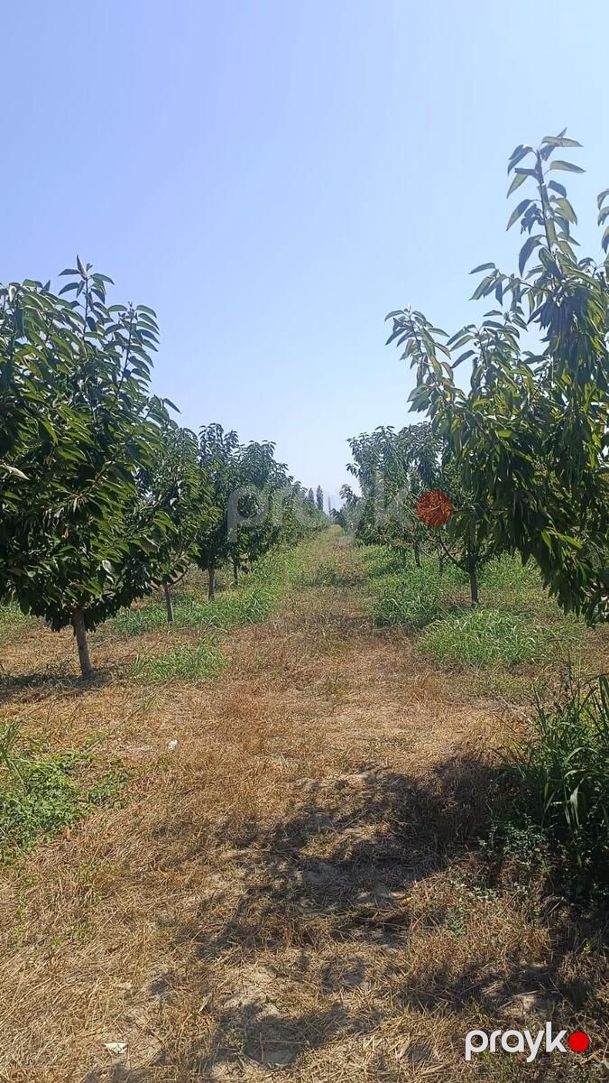Satılır torpaq 373 sot — Torpaq, Quba (5)