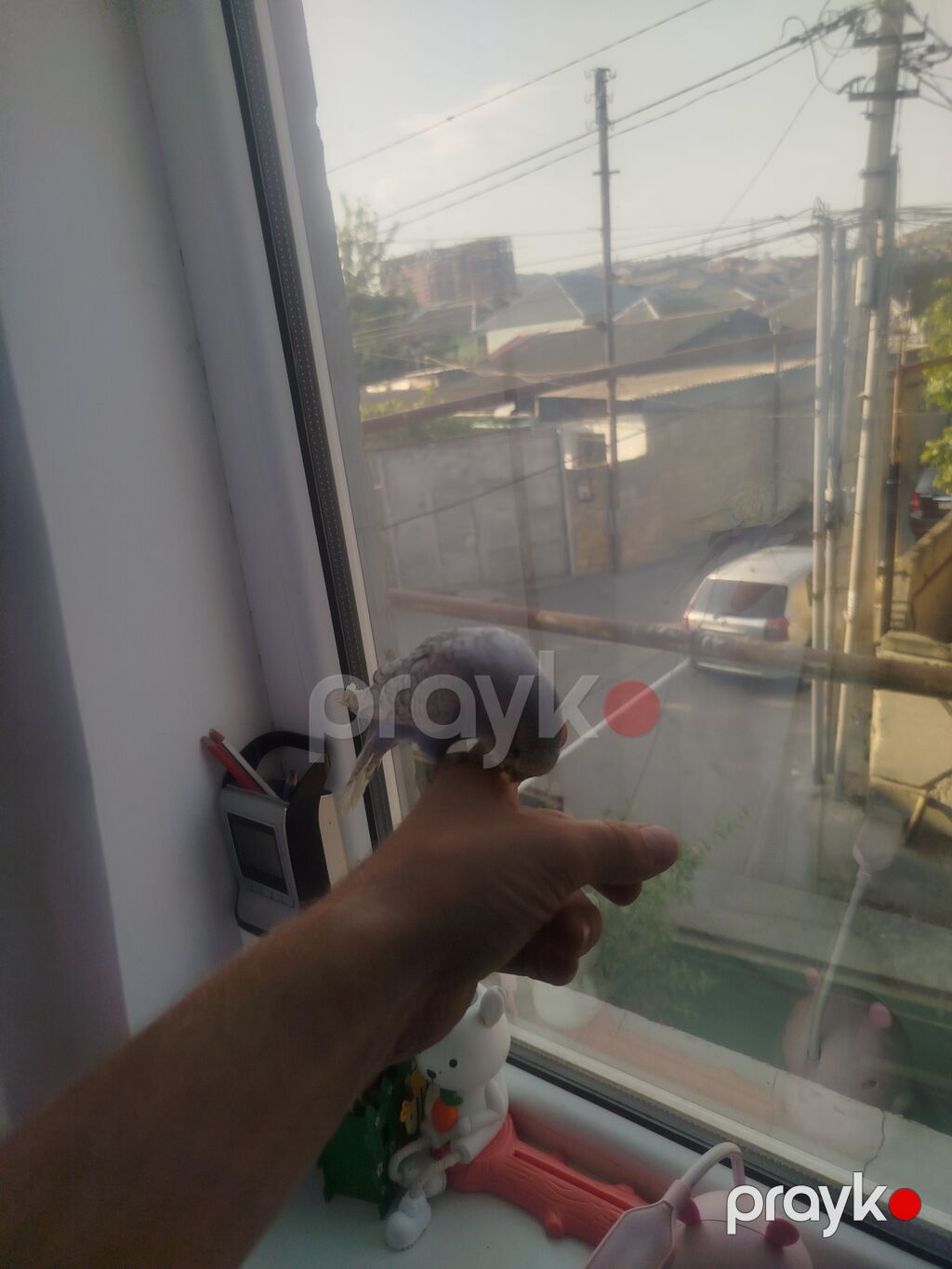 Ələ gəlir. Dişləmir. Erkey heyvandi Tam saglamdir. Real aliciya — Tutyun papağayı, Xırdalan (4)