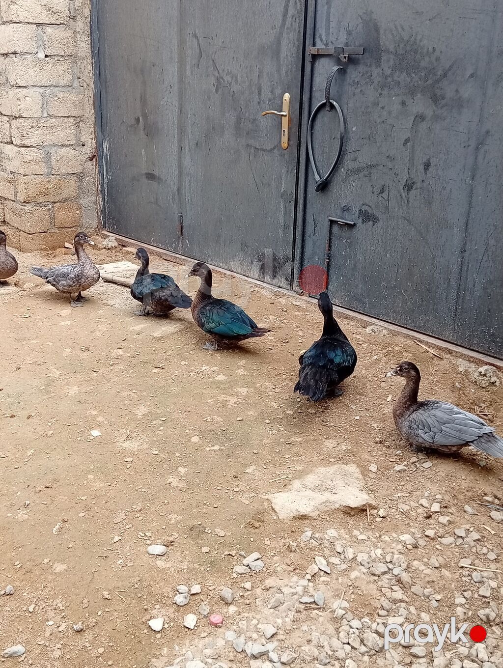 Hamısı lal ördəklərdi 7 ədəddir. ən az çəki vereni 2 kilodu.hamisi bir — Digərləri, Digah (7)