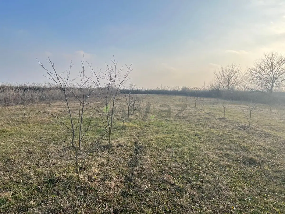 75 sot Torpaq Satılır, Göyçay — Torpaq, Göyçay (2)