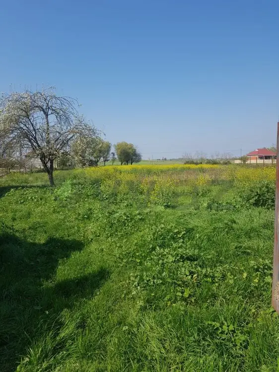 4 otaqlı Həyət evi Satılır, Masallı — Ev, villa, Masallı (12)