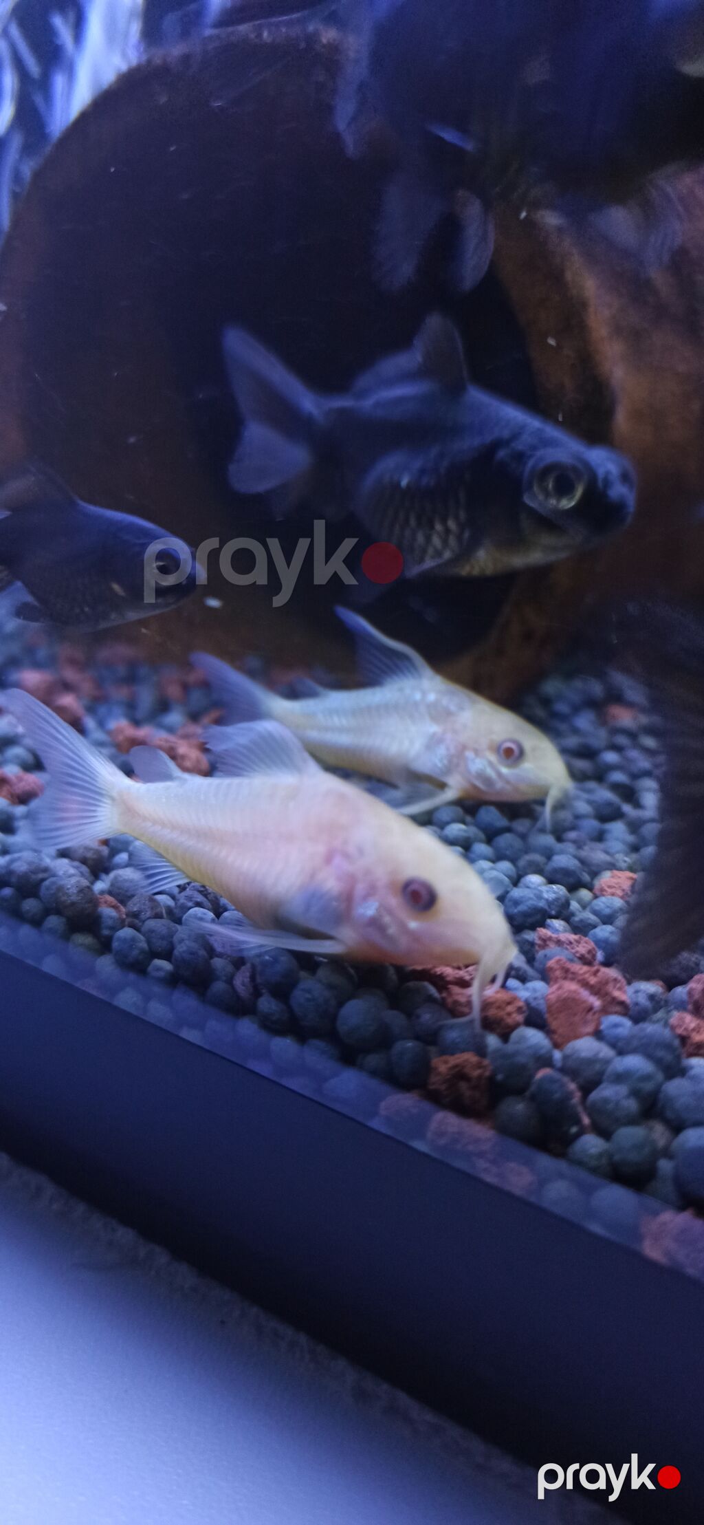 Məhsul: Akvarium üçün Corydoras (koridoras) balıqları – albino və — Akvariumlar və balıqlar, Bakı (3)