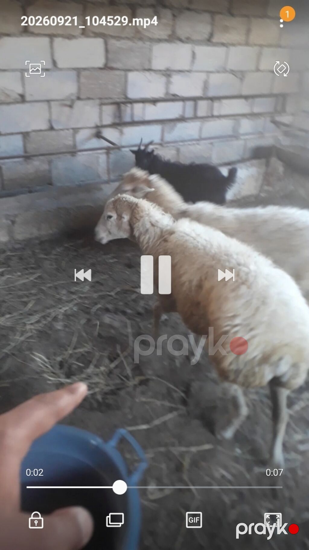 2 qoyun .1 cepiş — Kənd təsərrüfatı heyvanları, Sumqayıt (2)