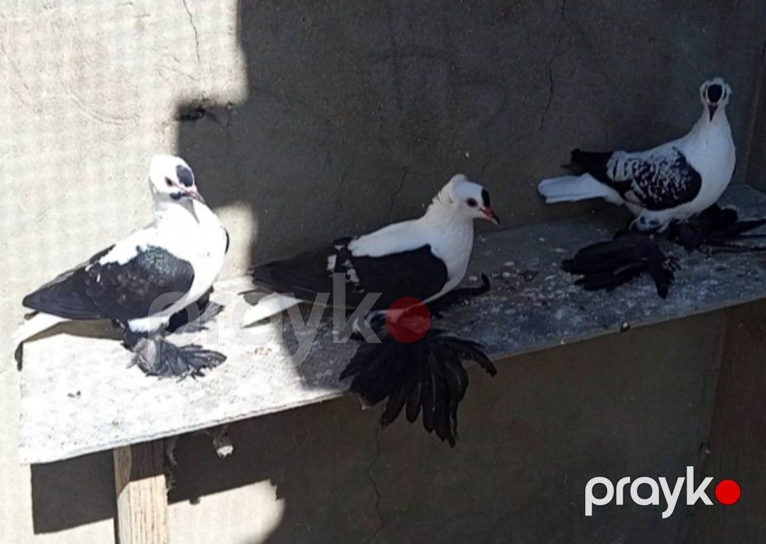 Göyərçin — Quşlar, Biləsuvar (2)