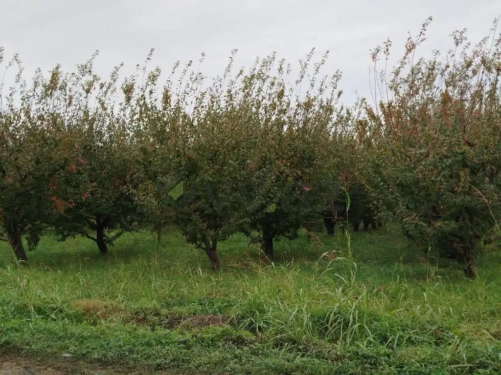 101 sot Torpaq Satılır, Quba — Torpaq, Quba (4)
