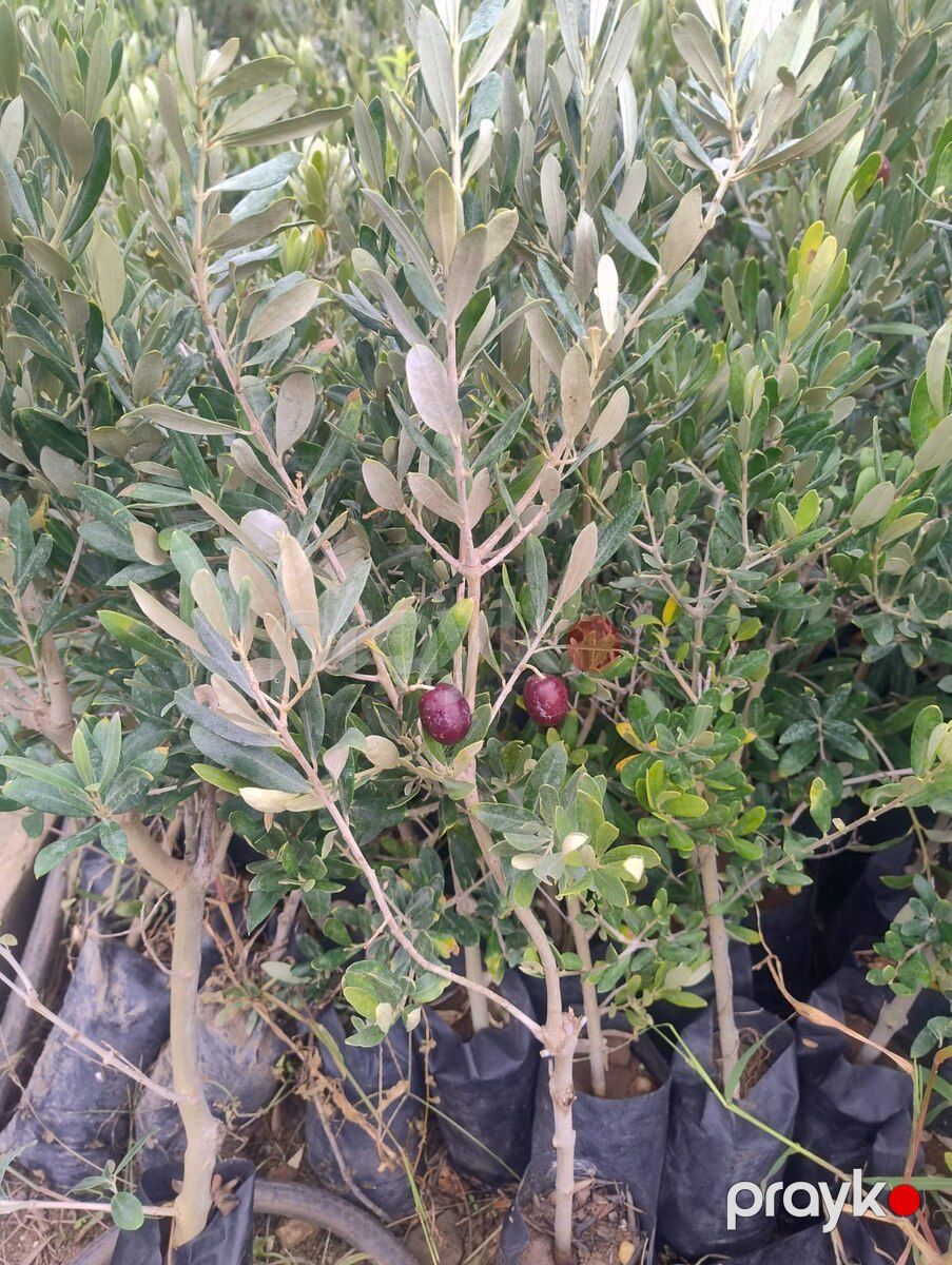 Ağaclar və tinglər — Bitkilər, Bakı (4)