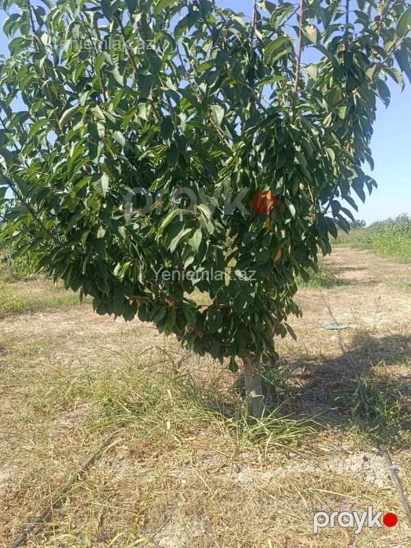 Satılır Torpaq sahəsi, 373 sot, Quba — Torpaq, Quba (3)