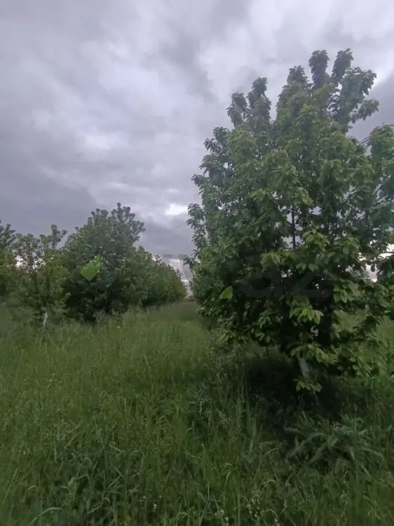 35 sot Torpaq Satılır, Xaçmaz — Torpaq, Xaçmaz (4)