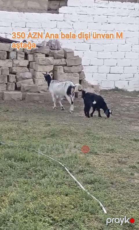Ana keçi və dişi bala satılır. - Ana: ağ-qara rəngdə, buynuzlu, süd — Digah