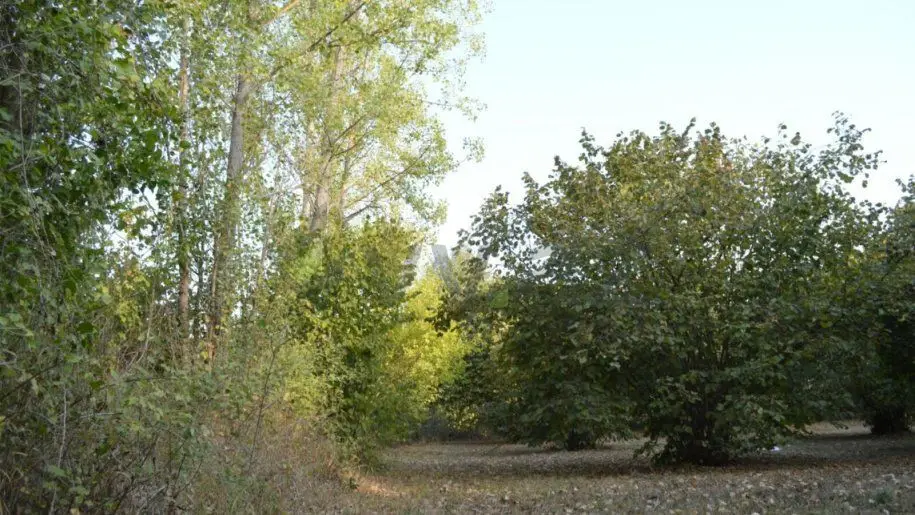 55 sot Torpaq Satılır, Oğuz — Torpaq, Oğuz (9)