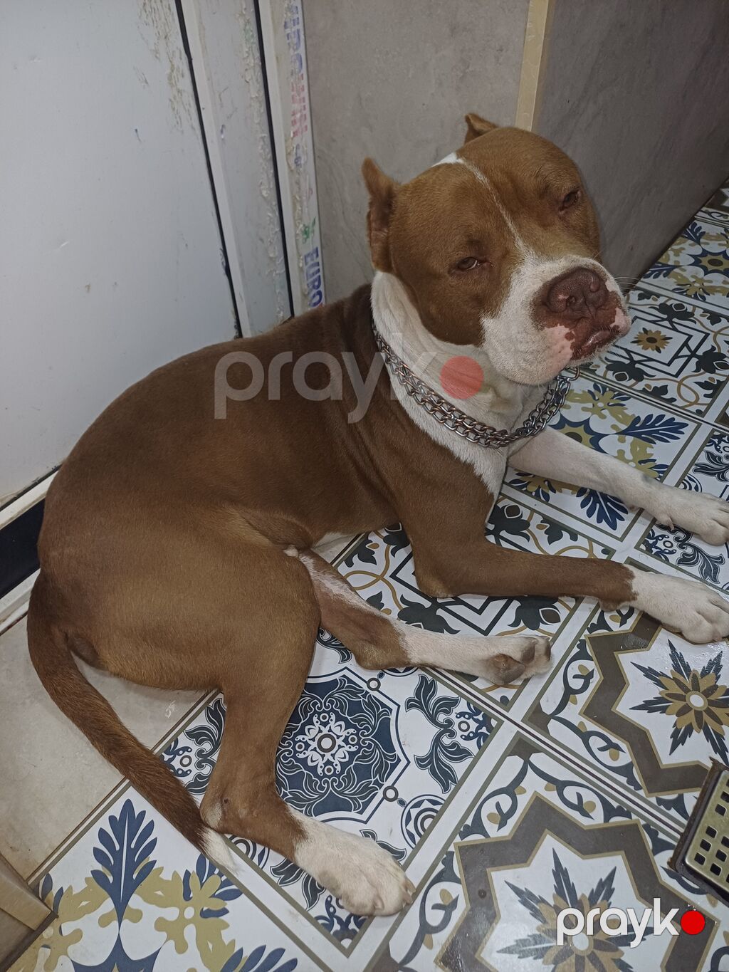Pitbul, Erkək — Köpəklər, Digah (9)