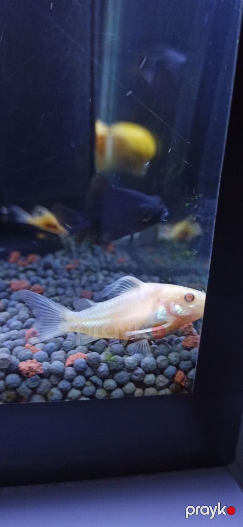 Məhsul: Akvarium üçün Corydoras (koridoras) balıqları – albino və — Bakı