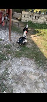 Muscovy ördəkləri (indoutka) – ərkey 2 ədəd - Rəng: qara-ağ qarışıq — Məhəmməd
