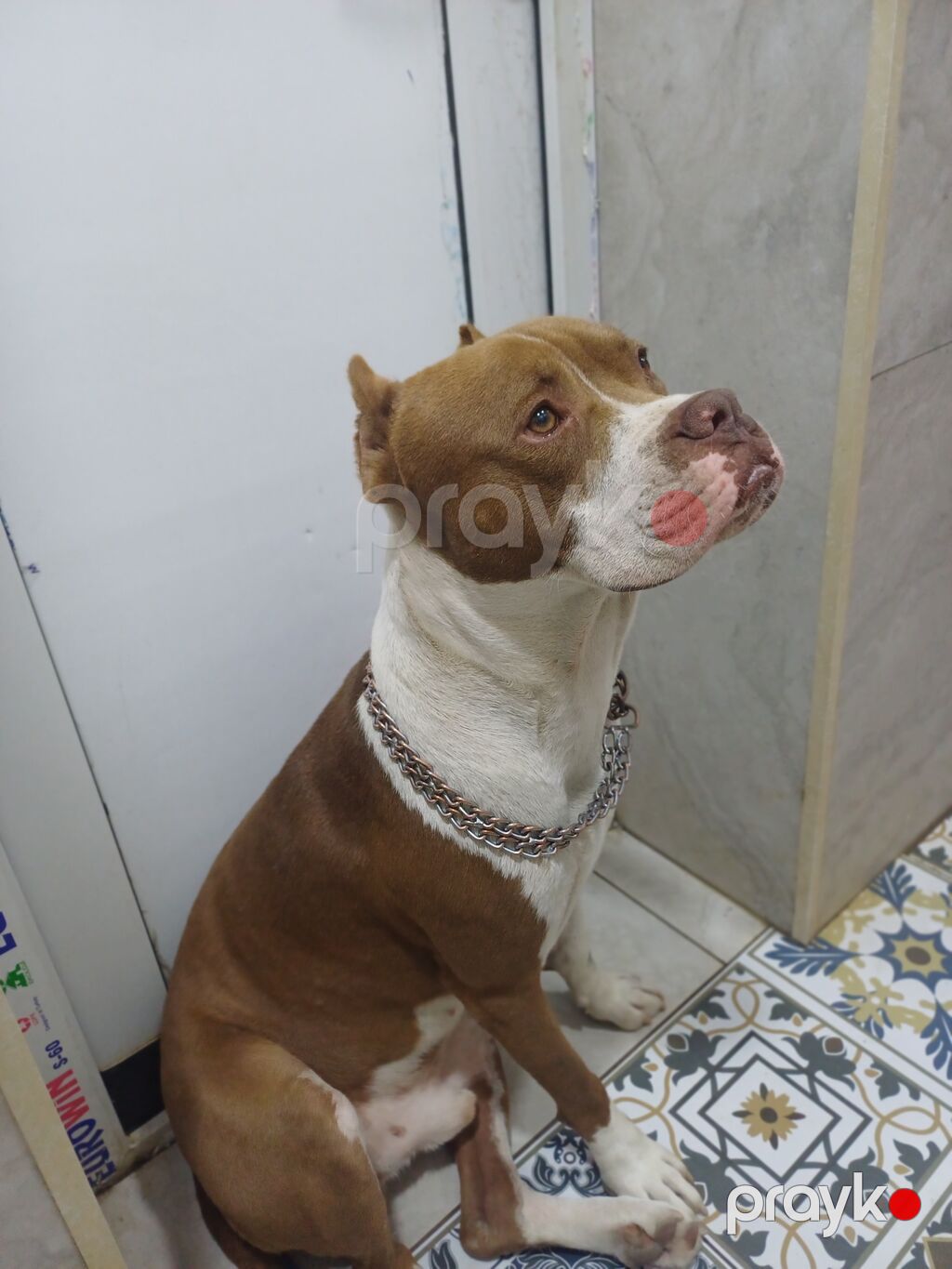 Pitbul, Erkək — Köpəklər, Digah (4)