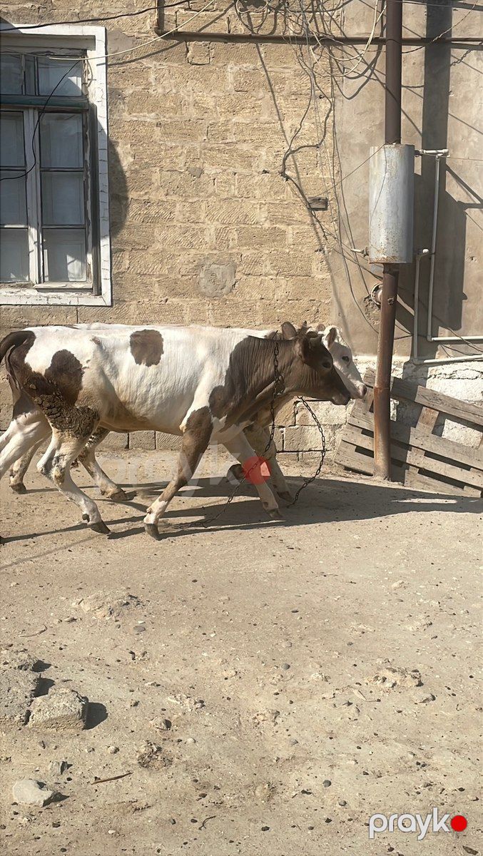Düyələr — Kənd təsərrüfatı heyvanları, Bakı (6)
