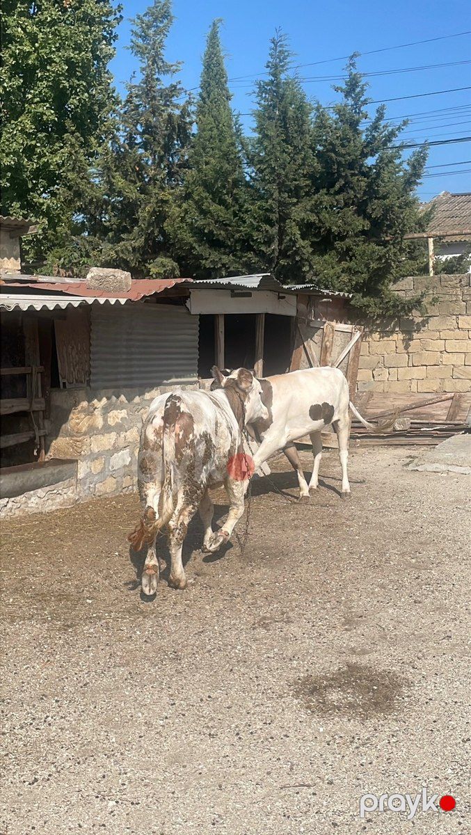 Düyələr — Kənd təsərrüfatı heyvanları, Bakı (4)