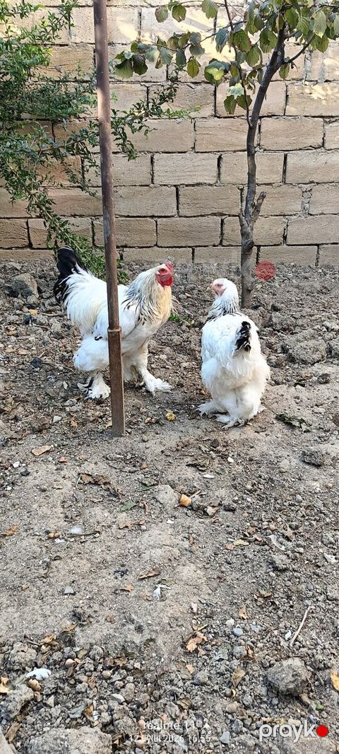 Xoruz və fərələr — Sumqayıt