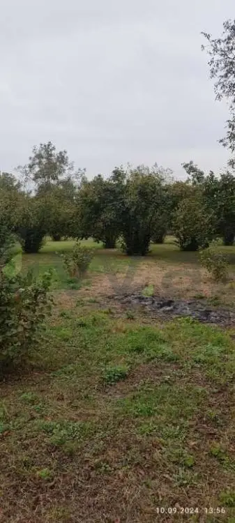 80 sot Torpaq Satılır, Oğuz — Torpaq, Oğuz (4)