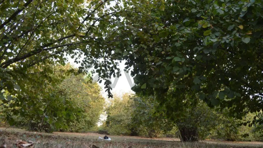 55 sot Torpaq Satılır, Oğuz — Torpaq, Oğuz (12)
