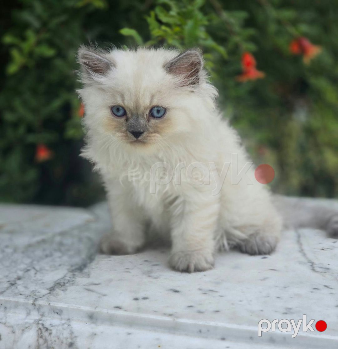 Satilir — Pişiklər, Bakı (2)