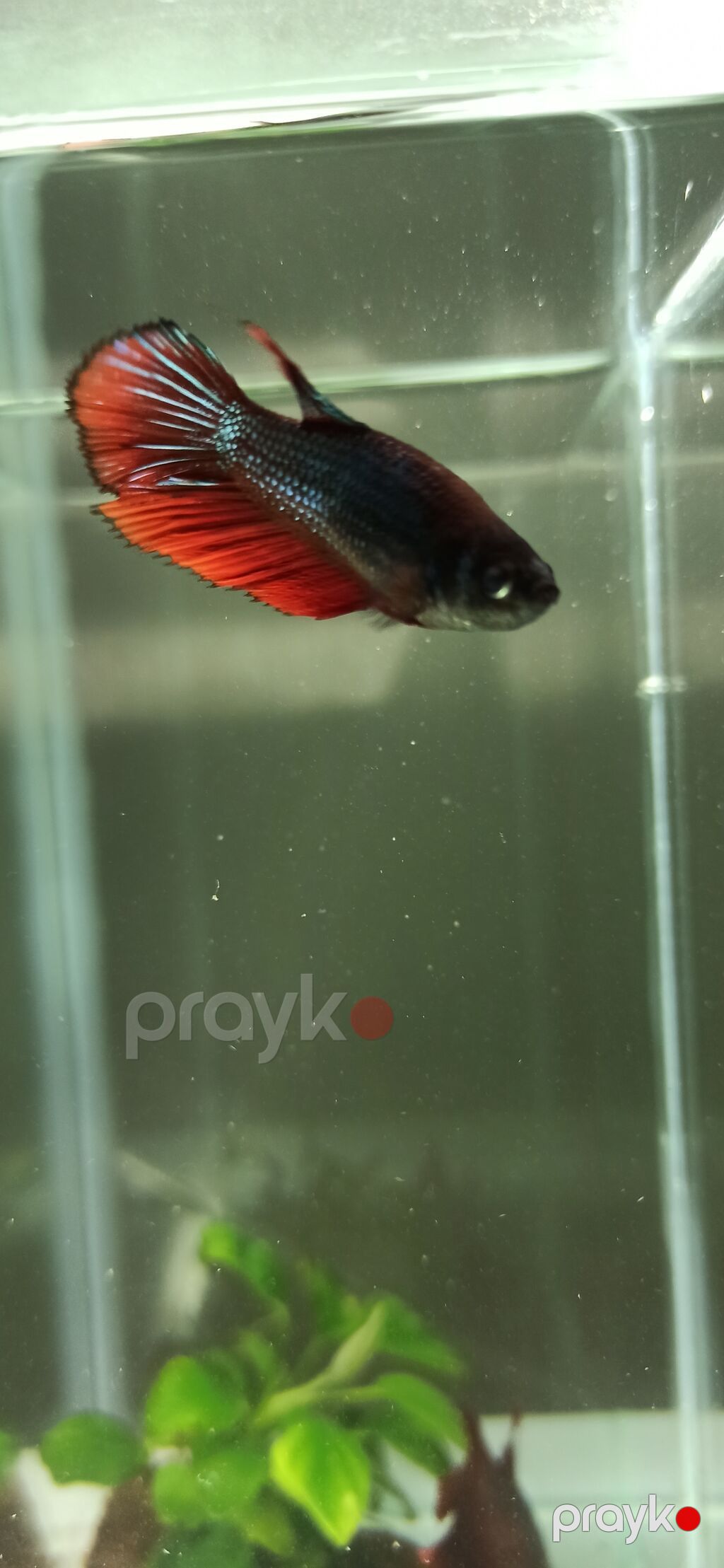 Betta (Petuşok balığı), Sülhsevər — Akvariumlar və balıqlar, Bakı (5)