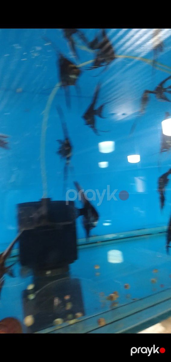 Скалярии — Akvariumlar və balıqlar, Bakı (3)