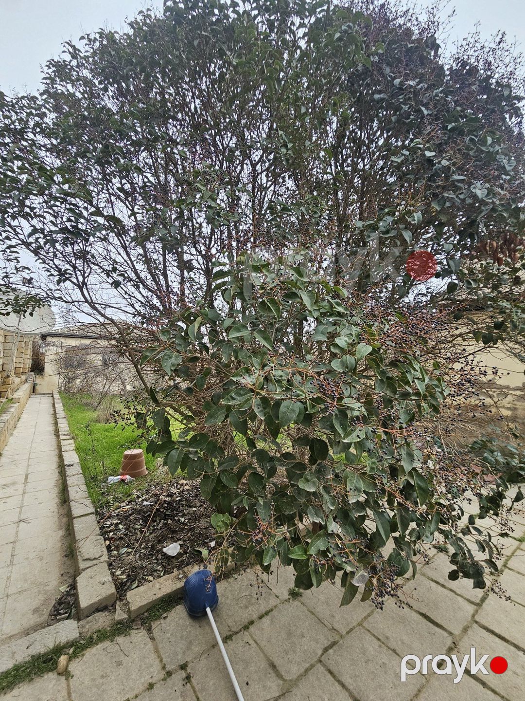 Satılır torpaq 6 sot — Torpaq, Bakı (3)