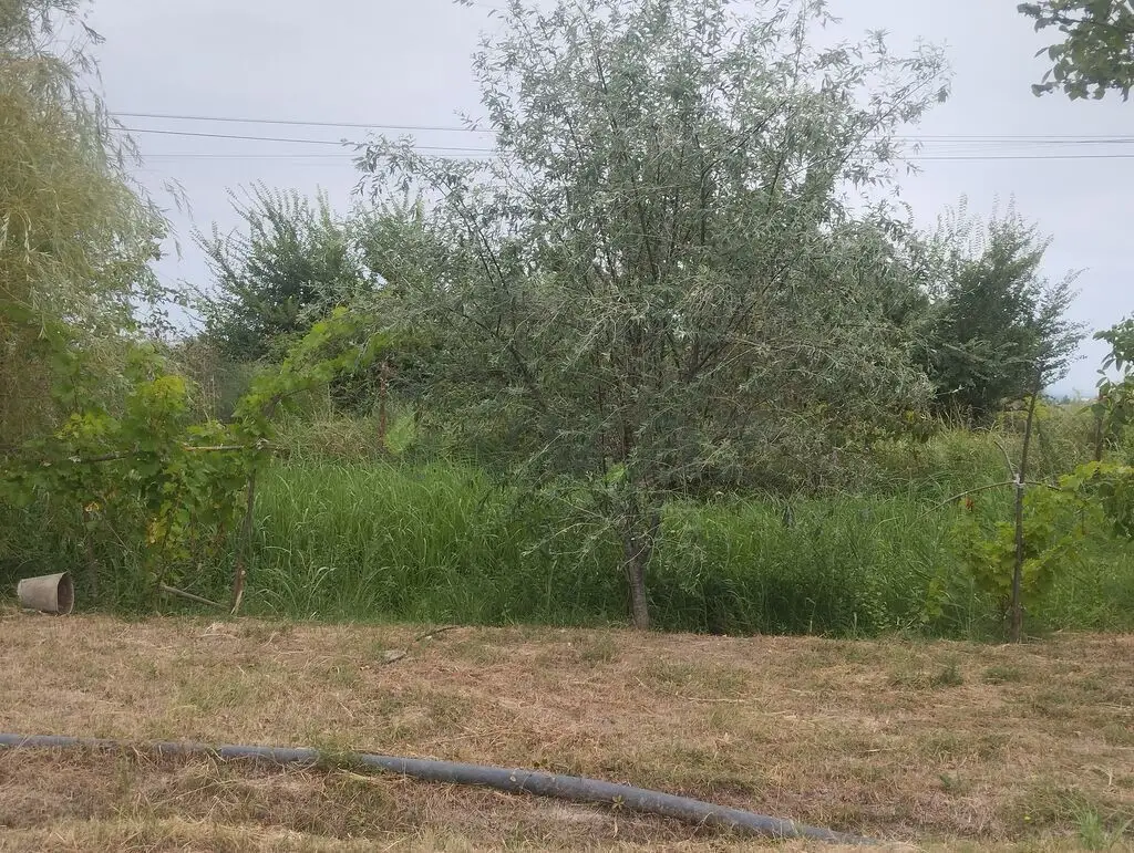 157 sot Torpaq Satılır, Xaçmaz — Torpaq, Xaçmaz (5)