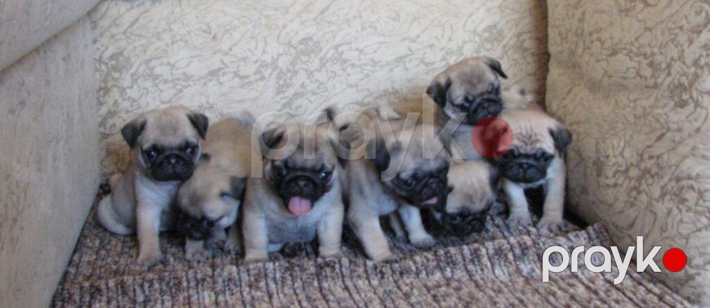 Mops — Köpəklər, Bakı (3)