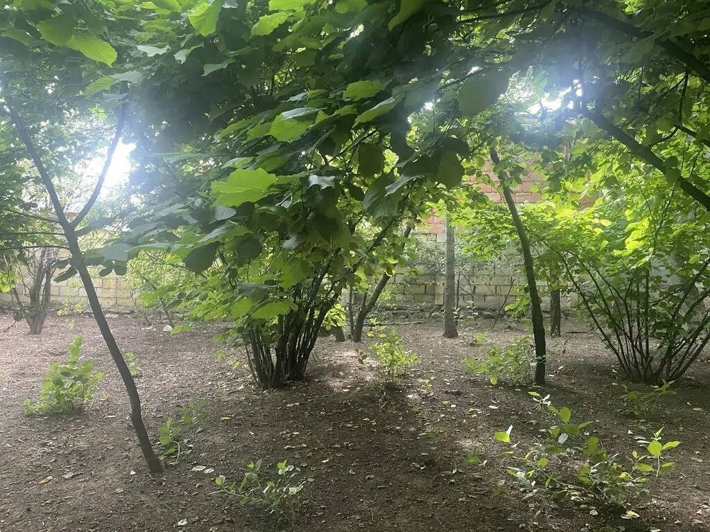 6 sot Torpaq Satılır, Oğuz — Torpaq, Oğuz (5)