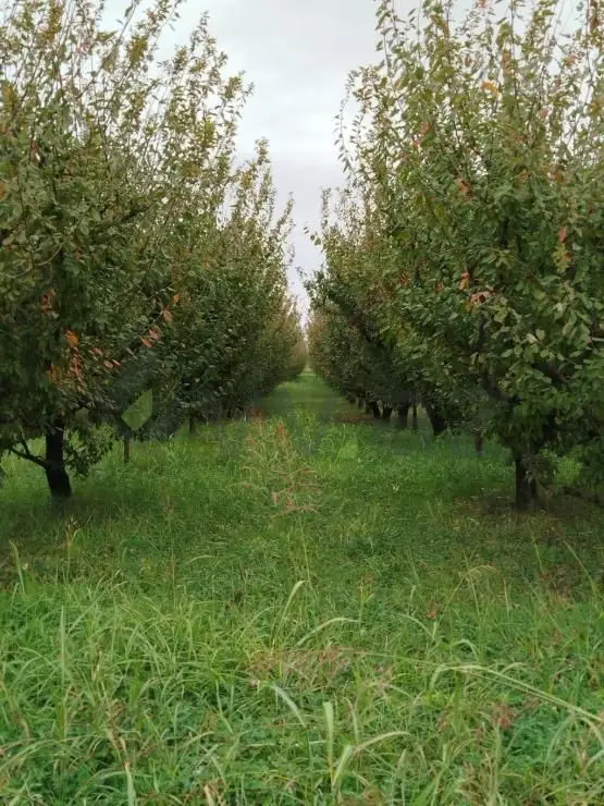 101 sot Torpaq Satılır, Quba — Torpaq, Quba (8)