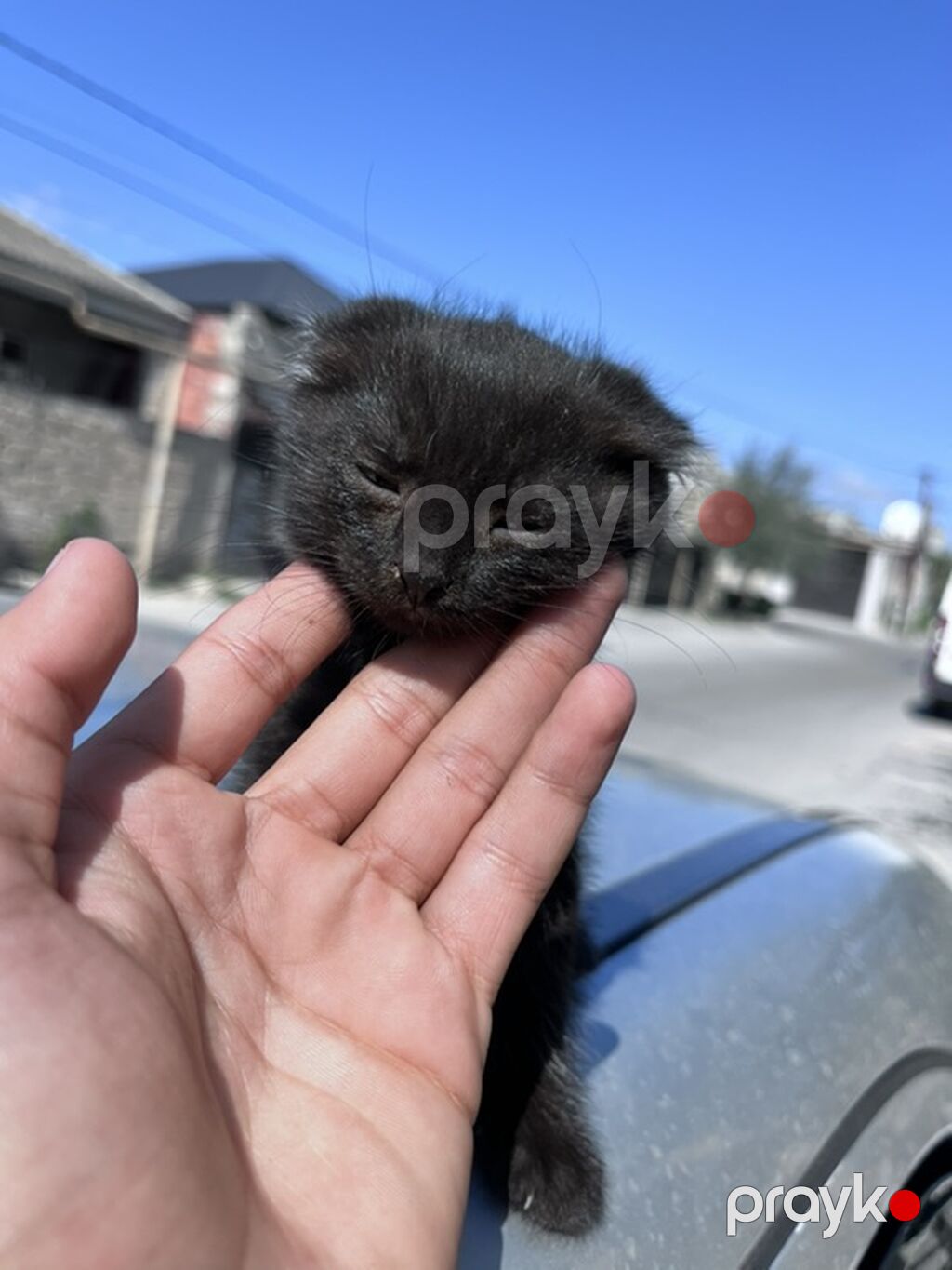 Şotland — Pişiklər, Bakı (10)