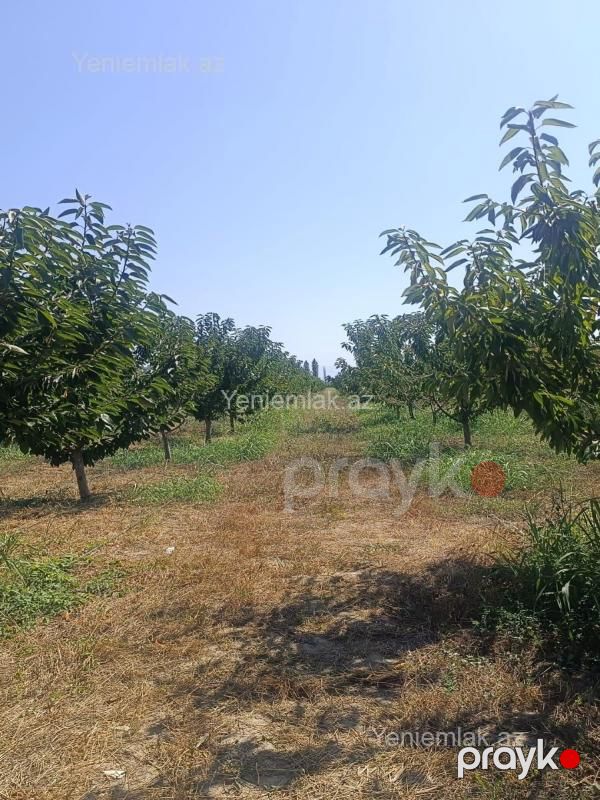 Satılır Torpaq sahəsi, 373 sot, Quba — Torpaq, Quba (5)