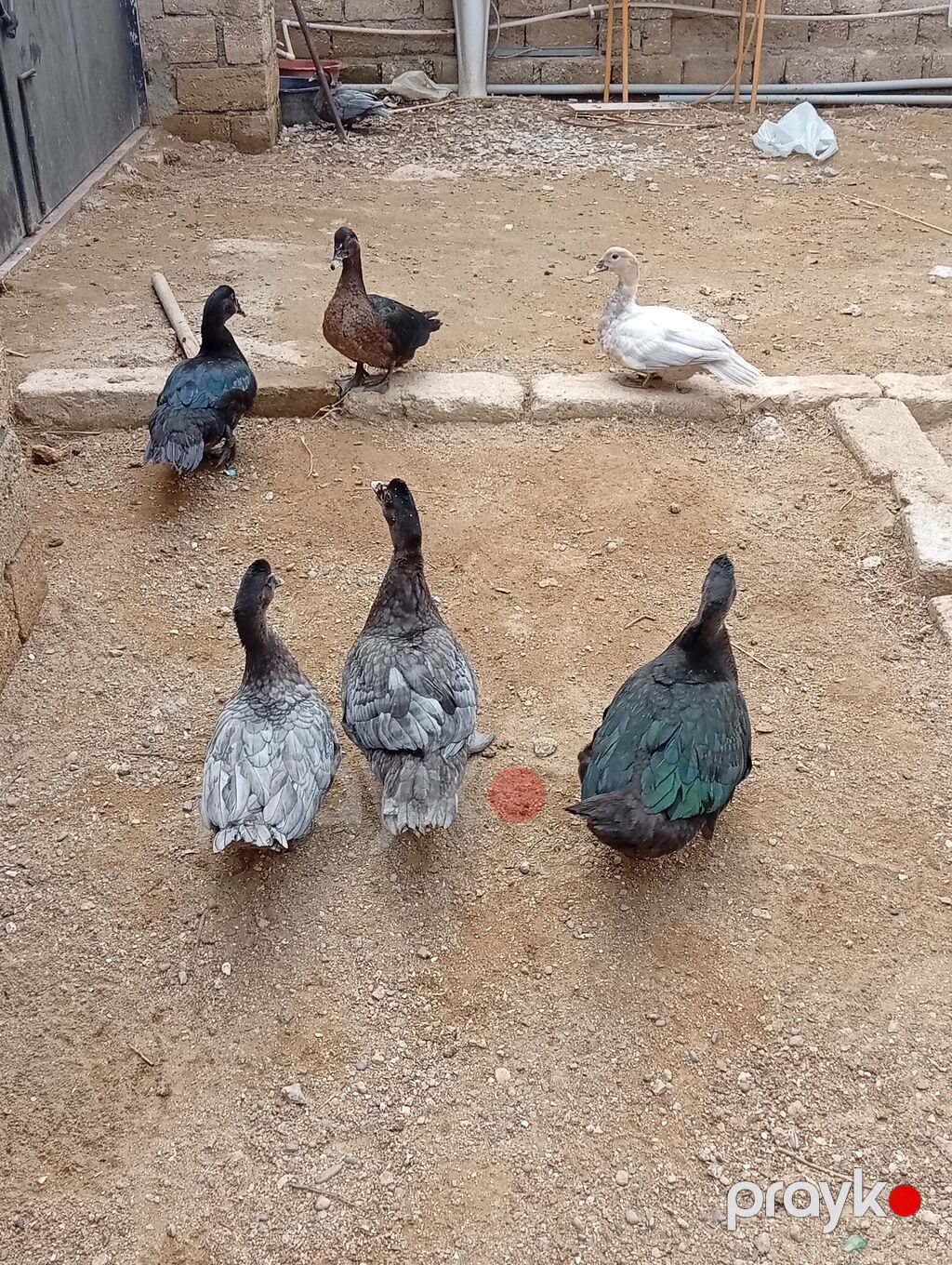 Hamısı lal ördəklərdi 7 ədəddir. ən az çəki vereni 2 kilodu.hamisi bir — Digərləri, Digah (4)