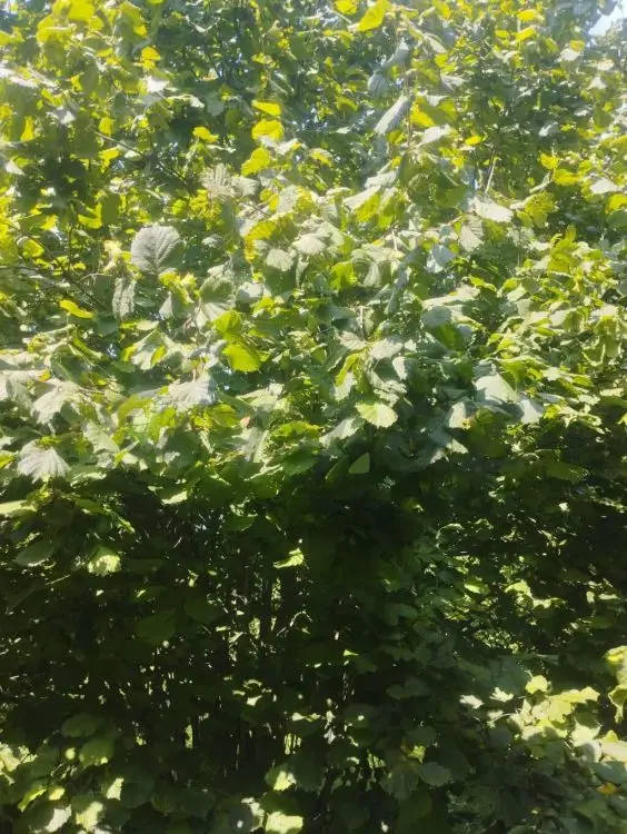 24 sot Torpaq Satılır, Zaqatala — Torpaq, Zaqatala (6)