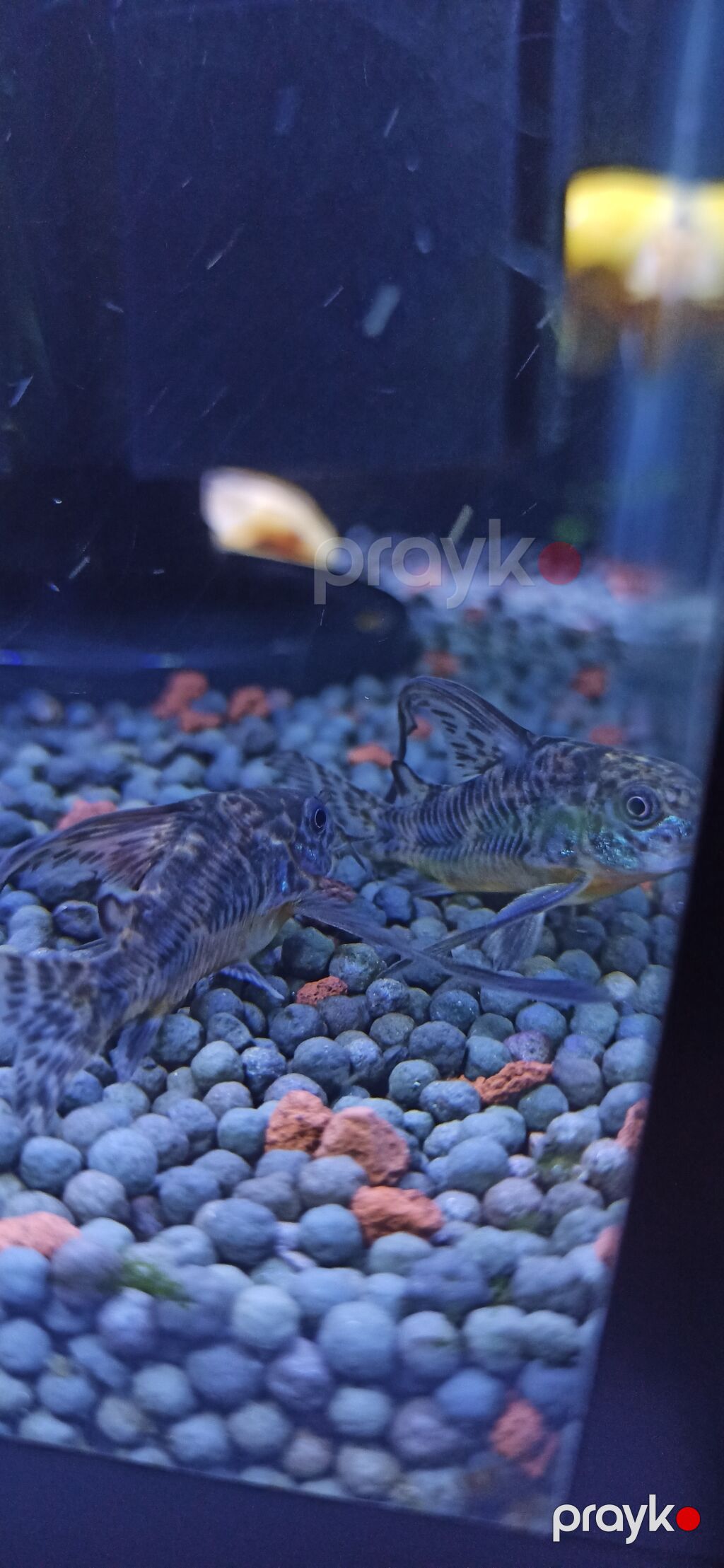 Məhsul: Akvarium üçün Corydoras (koridoras) balıqları – albino və — Akvariumlar və balıqlar, Bakı (2)