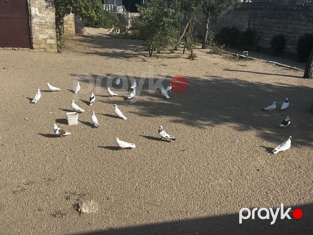 3.5dən satıram hamsın içində nişanlı quşlarda var — Göyərçin, Digah (2)