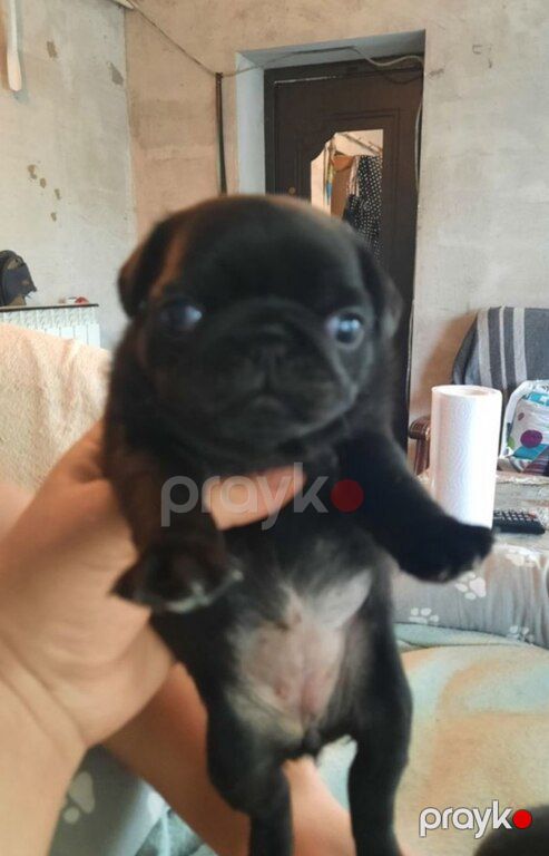 Mops — Köpəklər, Bakı (8)