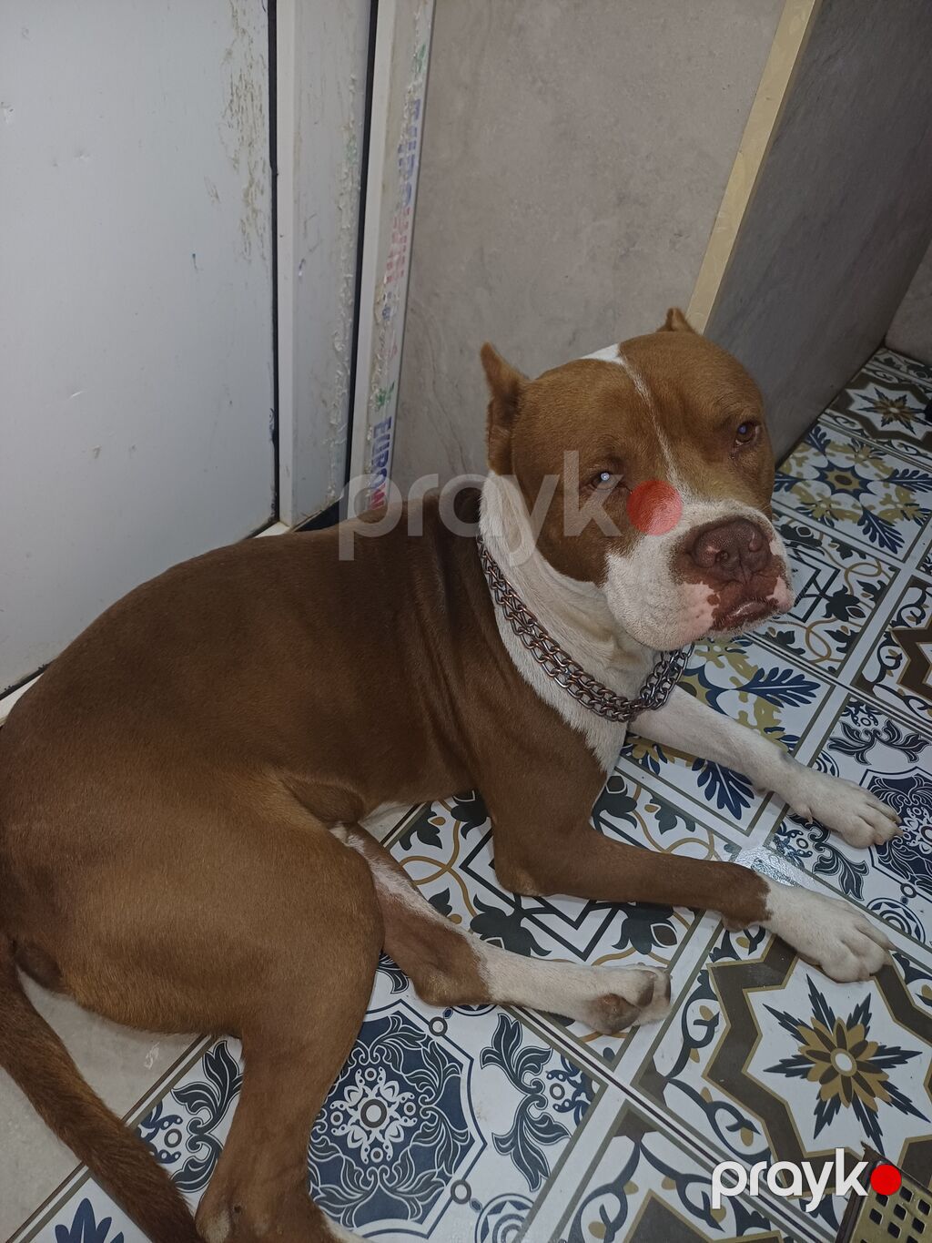 Pitbul, Erkək — Köpəklər, Digah (2)