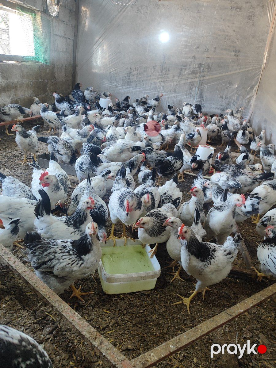 Serebrist cücələri — Quşlar, Bakı (2)