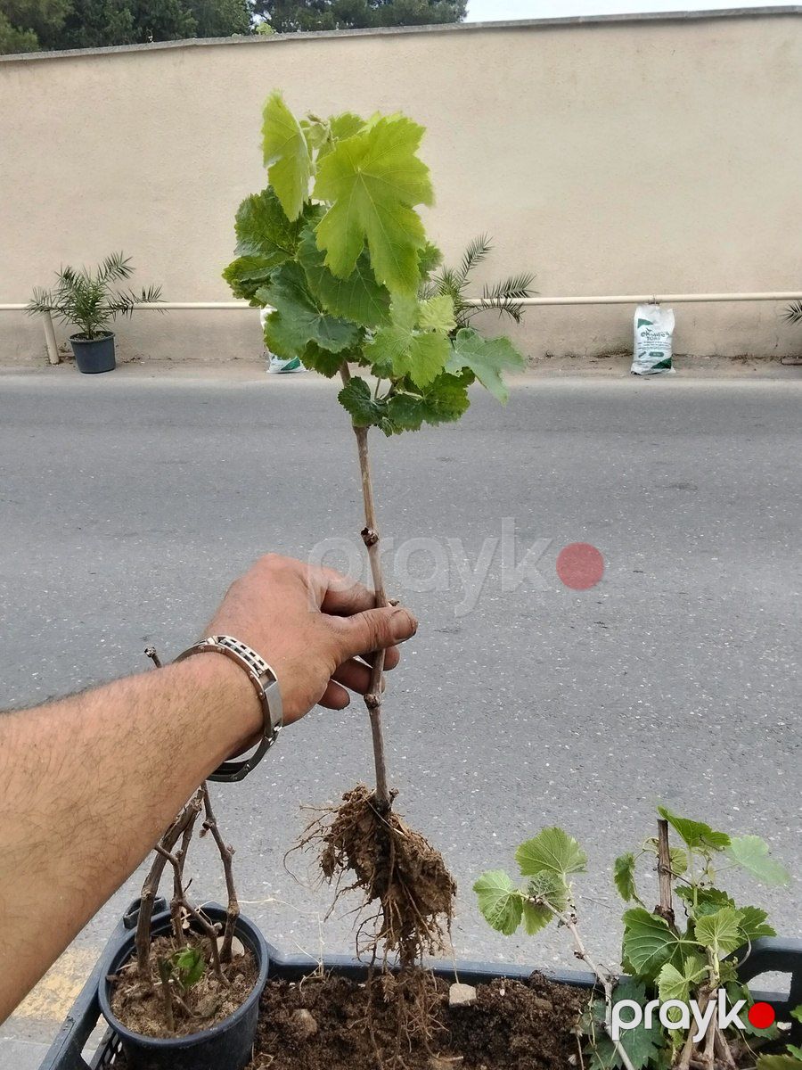 Ağaclar və tinglər — Bitkilər, Bakı (3)